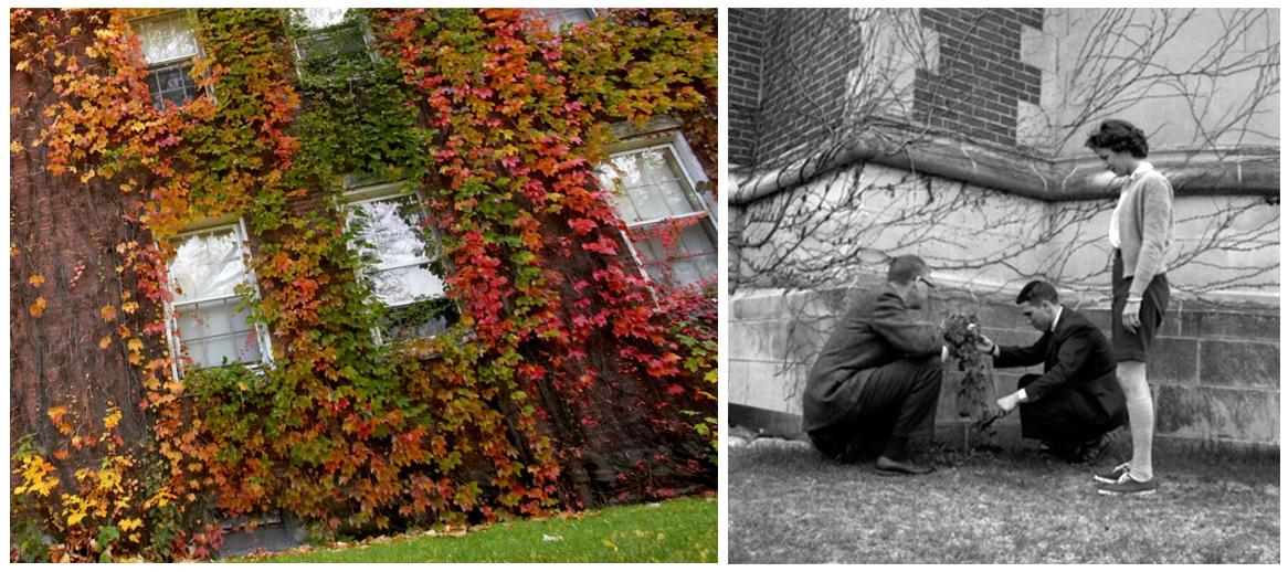 Planting of ivy